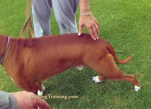 Proper Hand Position For Sit