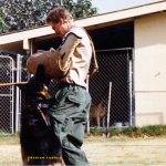 Protection Training German Shepherd Dog.