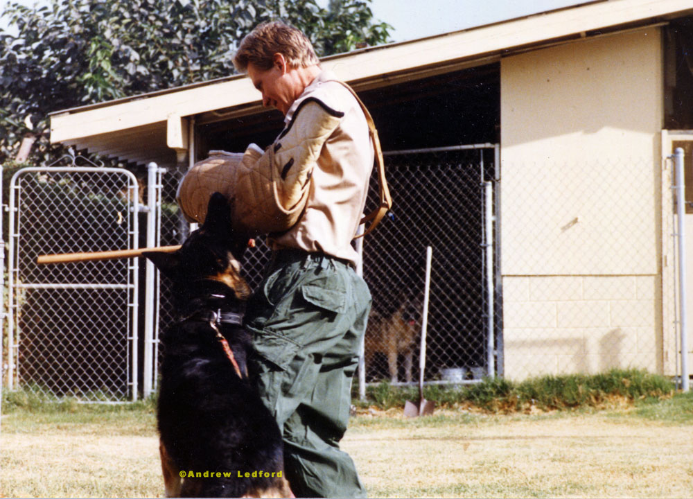 Protection Training German Shepherd Dog.