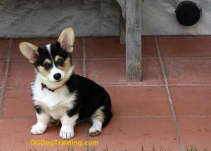 Puppy Training a Corgi