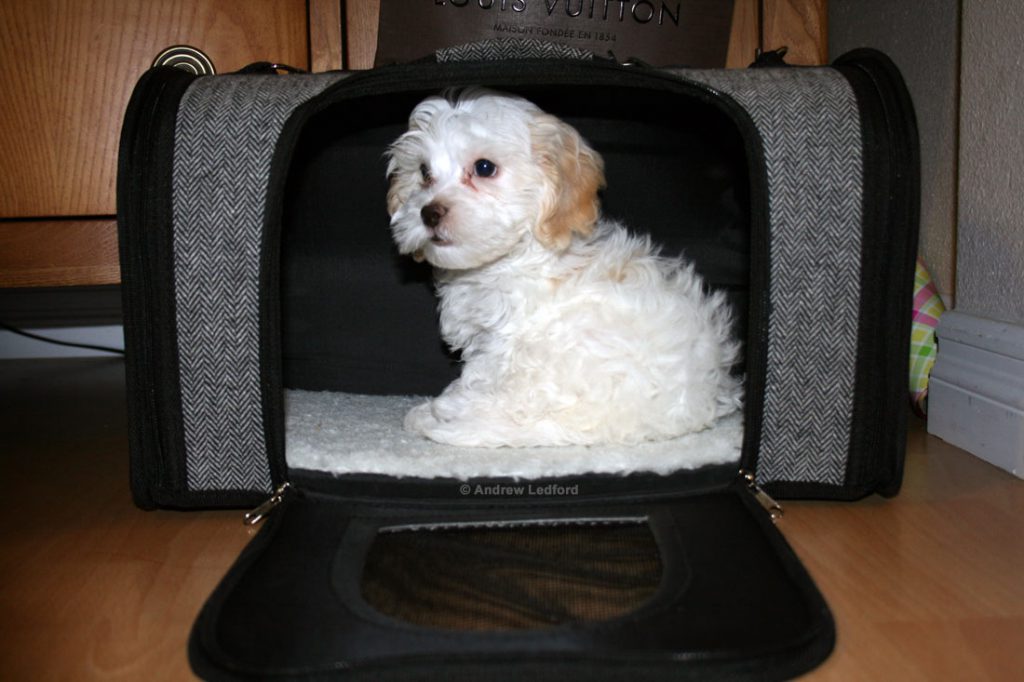 Soft Dog Crate and Carrier.