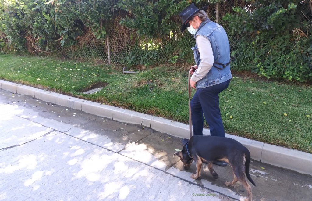 Teaching Dog To Be Good with Facemask