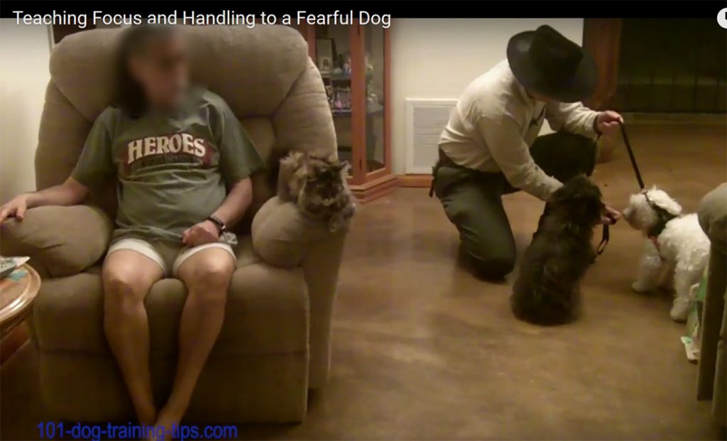 Teaching Focus And Handling To Fearful Dog.