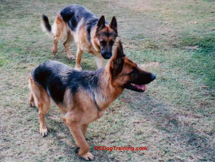 Training Two German Shepherd Dogs