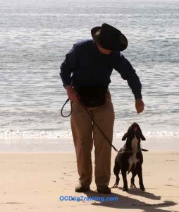 Food reward training tip Luring dog into position.