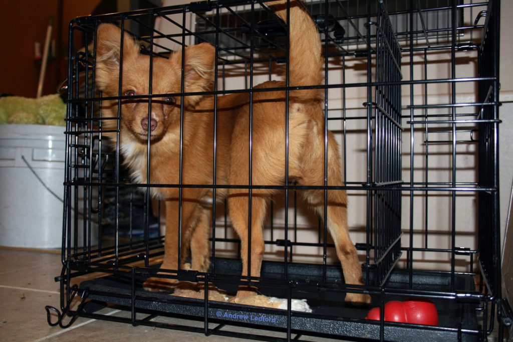 Wire Dog Training Crate With Divider.