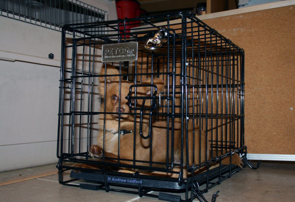 Wire Training Crate Used to Housebreak and Potty Train a Small Dog.