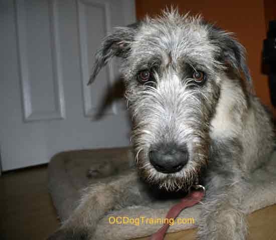 Wolfhound watching from its bed