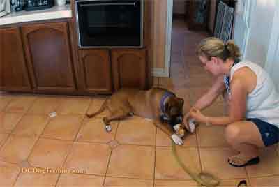 In home dog training owner taking bone from the dog.