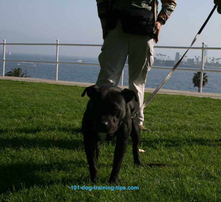 Dog Training and Leash Handling At Bluff Park in Long Beach, CA