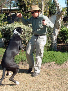 Common dog behavior problems include jumping.