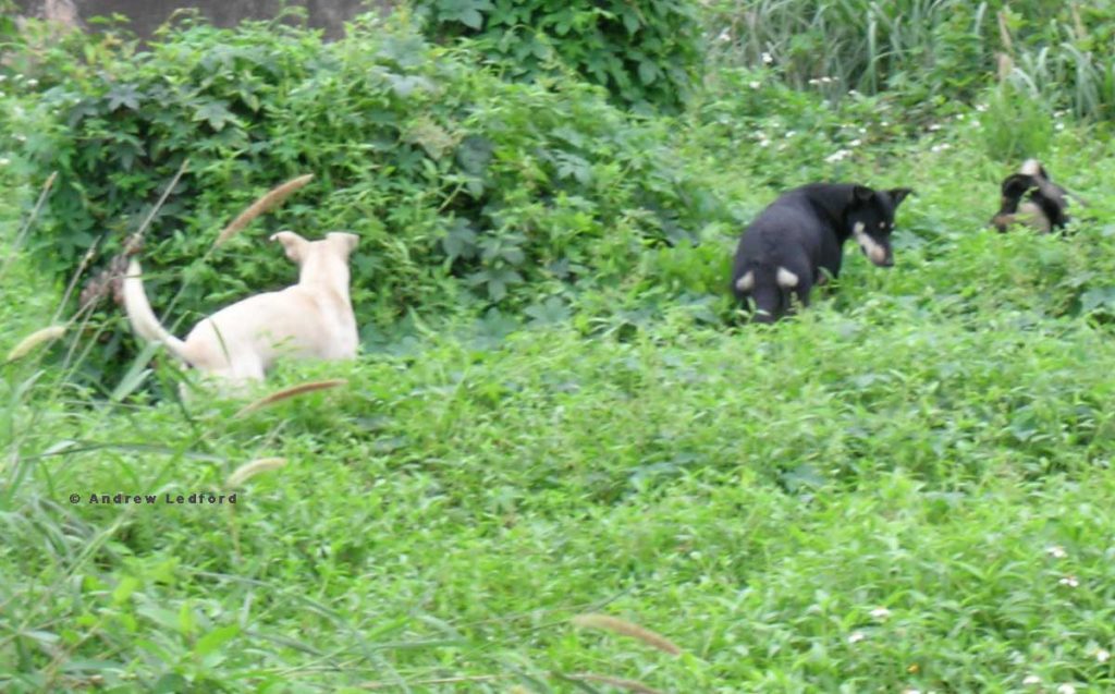 Feral Dogs Hunting Rats