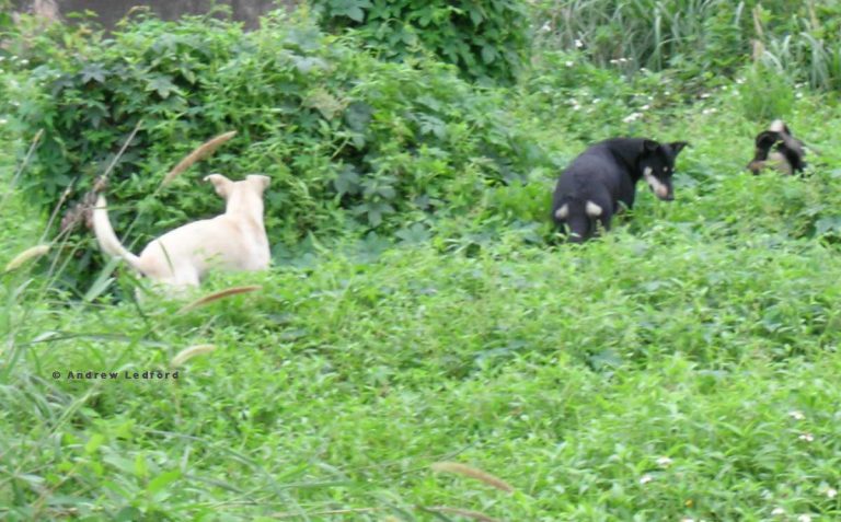 Feral Dogs Hunting Rats