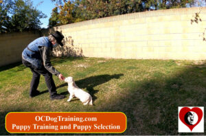 Positive Reinforcement Training Puppy