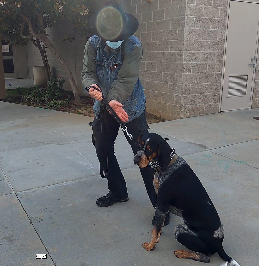 Proper Alignment For Dog Sit