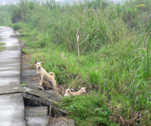Puppies at a Den Site in Taiwan.