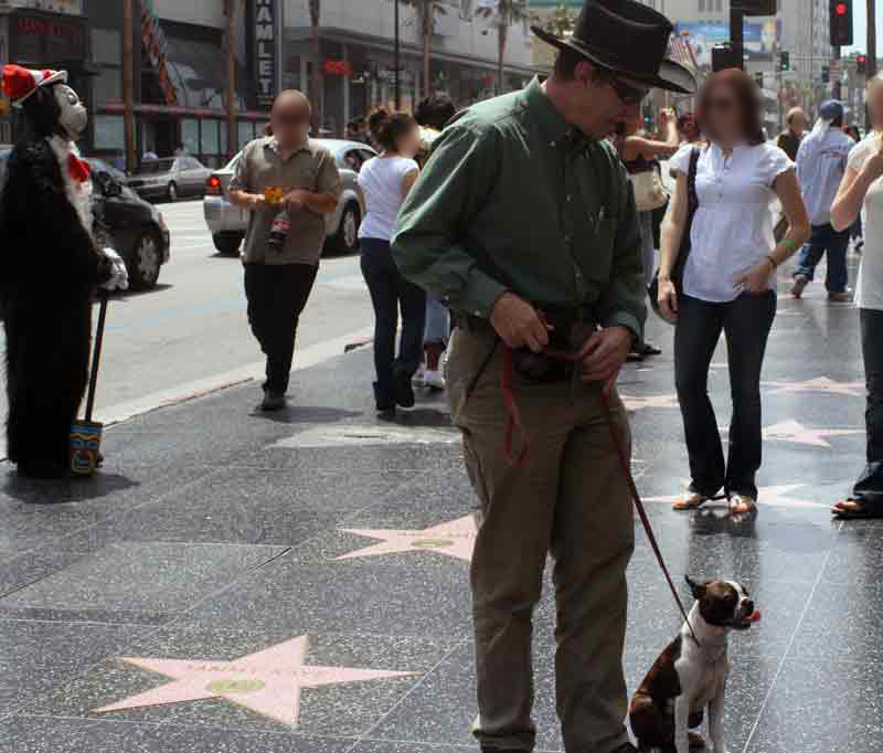Hollywood Dog Training