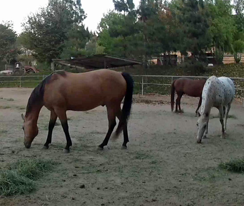 Neolithic Animal Taming Practice - Horses