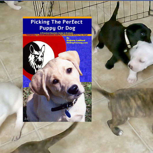Picking The Perfect Puppy Or Dog Selection Book