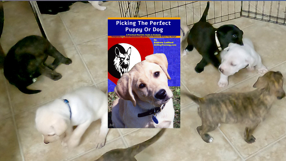 Picking The Perfect Puppy Or Dog Selection