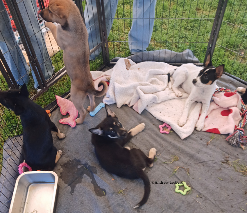 Dog Rescue Puppies
