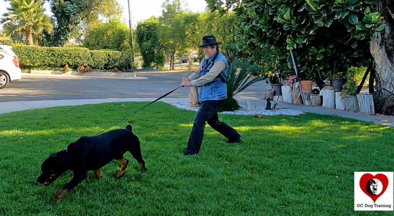 dog pulling balanced stance
