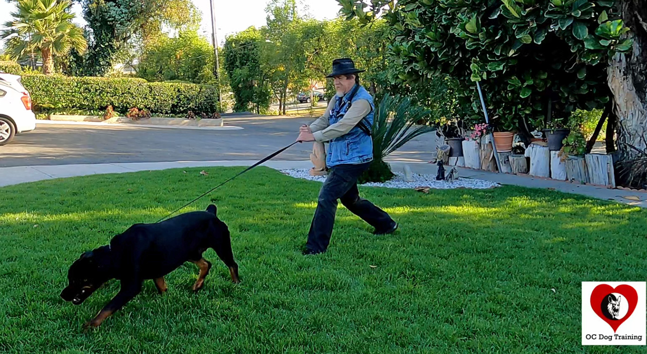 dog pulling balanced stance