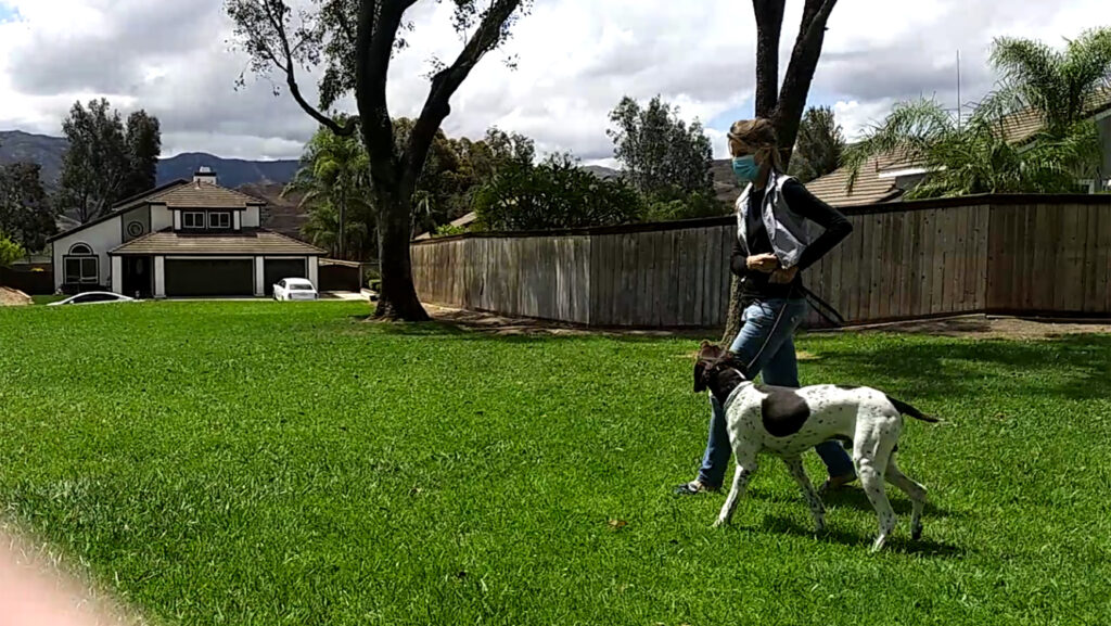 GSP dog Training At Park