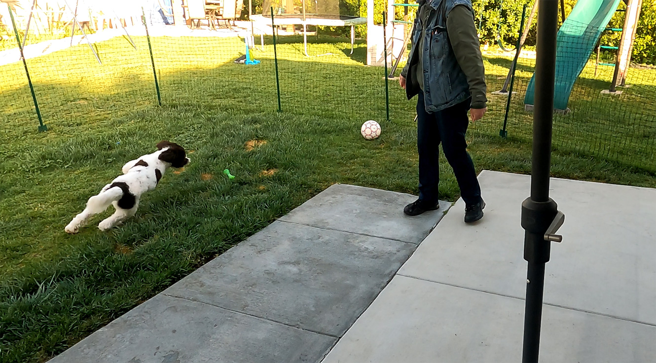 Hyper Doodle Dog Running, Orange County
