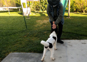 After Calming Touch Hyper Doodle Dog more focused and Touching Head
