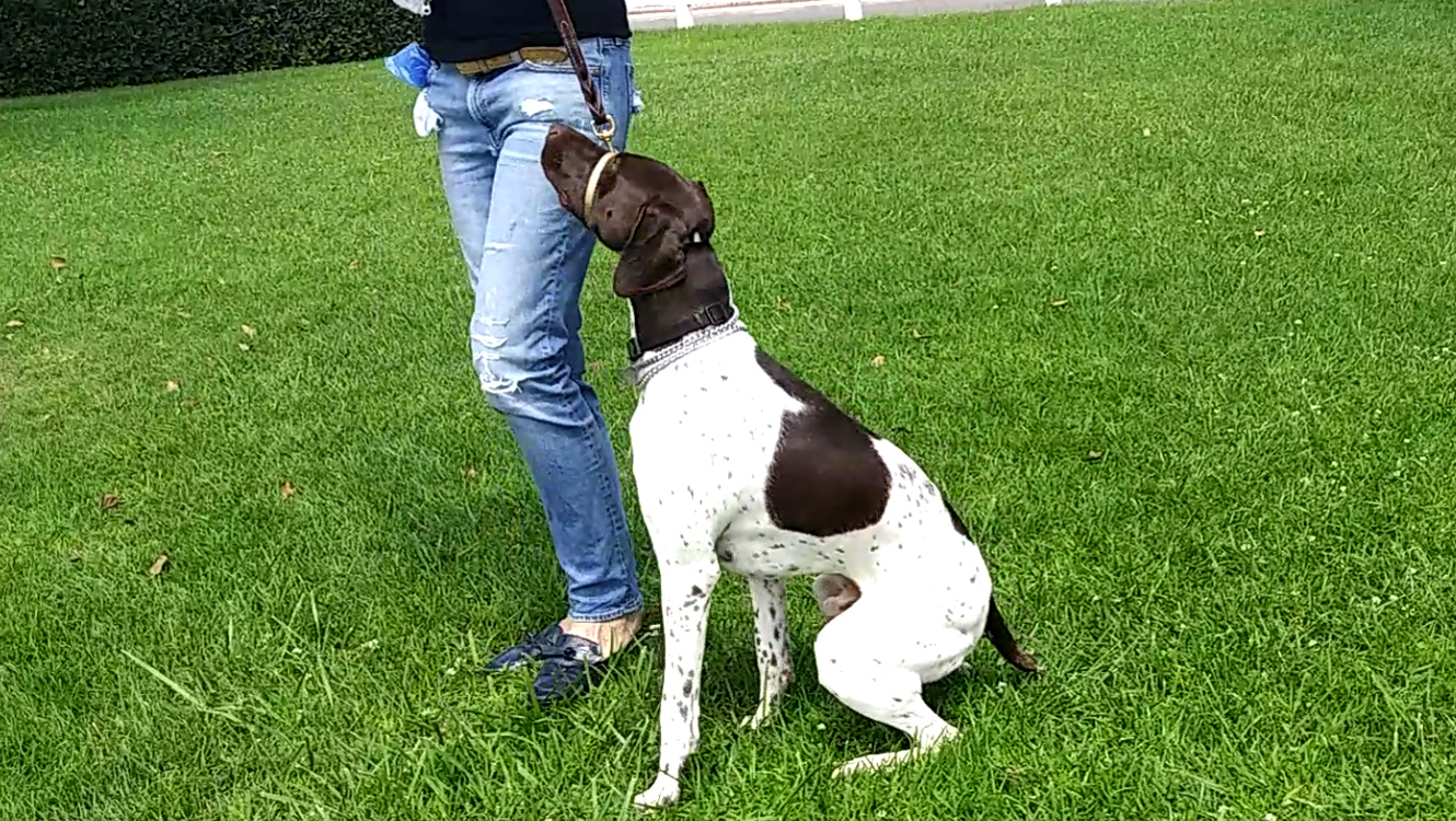 In home training GSP